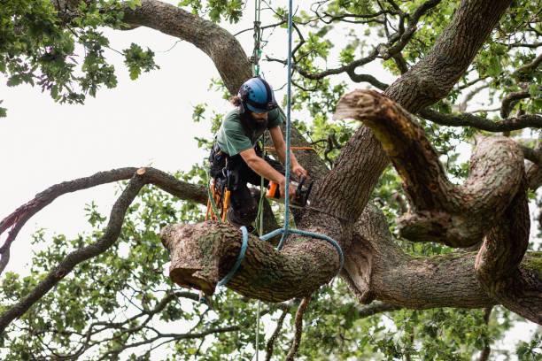 Reliable Bastrop, TX Tree Removal Services Solutions