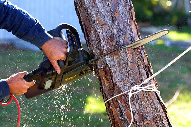 Best Tree Maintenance Programs  in Bastrop, TX