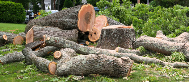 Best Arborist Consultation Services  in Bastrop, TX