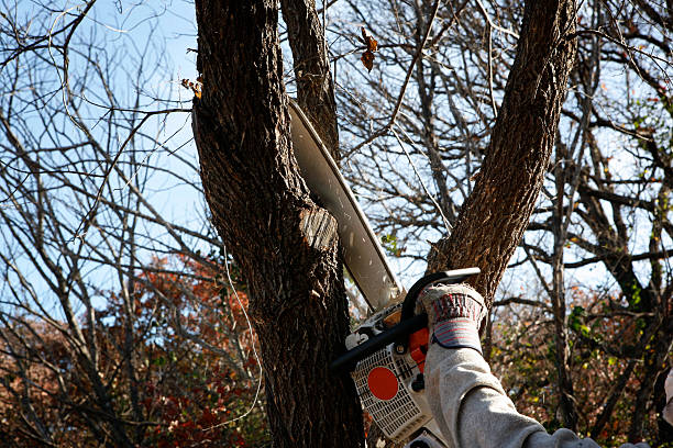 Best Hedge Trimming  in Bastrop, TX