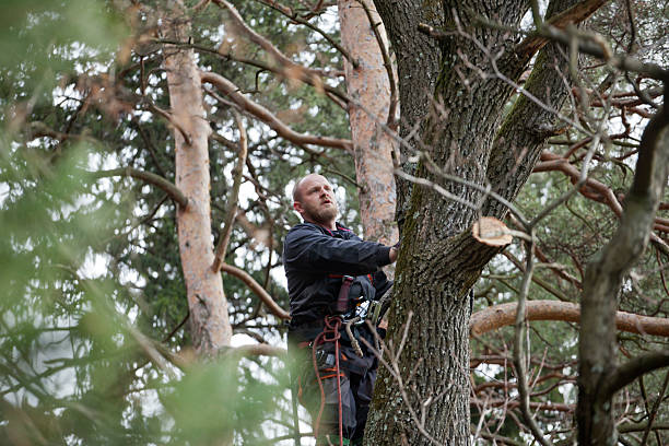 How Our Tree Care Process Works  in  Bastrop, TX