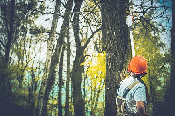 Best Fruit Tree Pruning  in Bastrop, TX