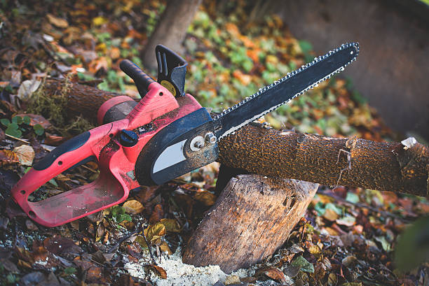 Best Leaf Removal  in Bastrop, TX