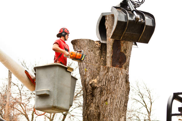 Best Tree Trimming and Pruning  in Bastrop, TX